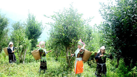 Thâm canh hữu cơ- Nâng tầm giá trị cho cây chè ở Hồng Thái