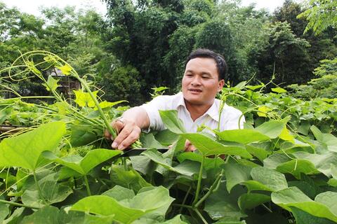 Hồng Thái phát triển cây rau đặc sản