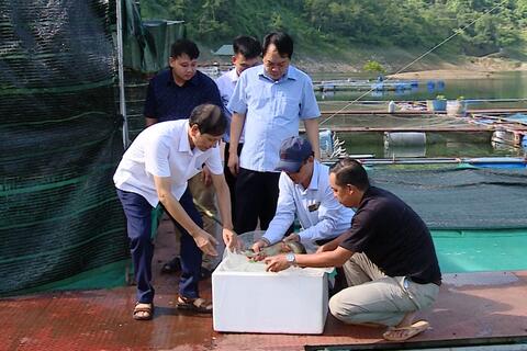 Hội nghị đánh giá kết quả mô hình ương nuôi giống và thương phẩm cá chình hoa tại hồ thủy điện Tuyên Quang
