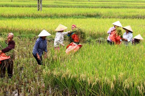 Thanh Tương tập trung thu hoạch lúa Mùa, triển khai sản xuất vụ Đông