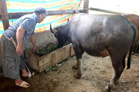 Chủ động phòng chống dịch bệnh cho đàn vật nuôi