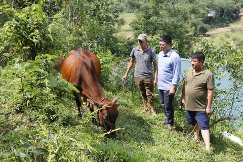 Hiệu quả từ Dự án “Ngân hàng bò” tại Na Hang