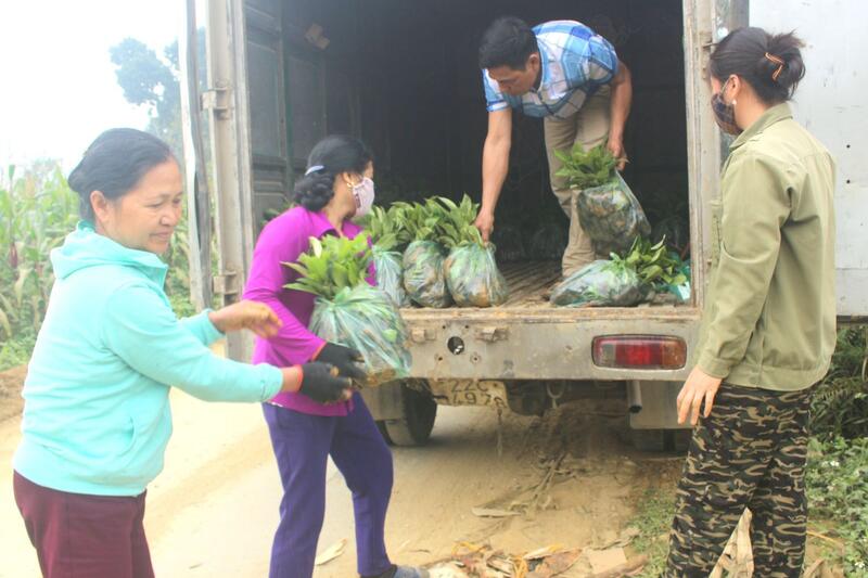 Yên Hoa: Tập trung trồng rừng vụ xuân